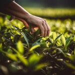 A close-up shot of a black tea plant. Rows of lush tea plants can be seen, with their dark green leaves bathed in sunlight. A hand delicately plucks a fresh tea leaf, symbolizing the direct link between the plant and the tea we enjoy. This image celebrates the natural origins of black tea and its potential health benefits.